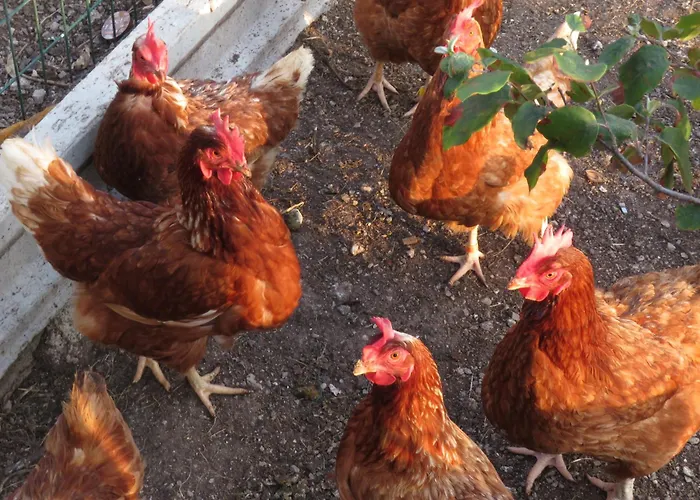 Guest house La Casa De Tok-pok 4*